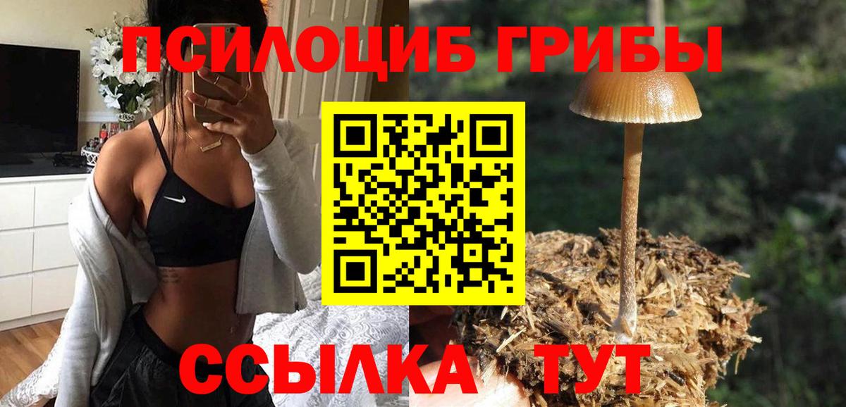 купить наркотик  Вход с VPN  Соль-Илецк  Псилоцибиновые грибы Psilocybine cubensis 